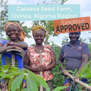 Cassava Seed Farm – Uvinza, Kigoma Region