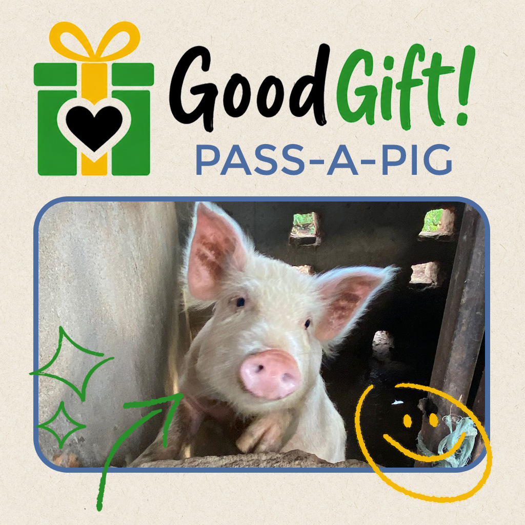 Pass-A-Pig GoodGift